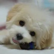 シンバ