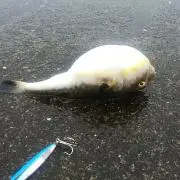 jazzホルモン