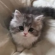 必読！ひらこの画像