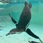 めいりんの画像