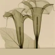 丸