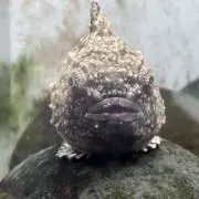 sh