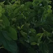 やまさん
