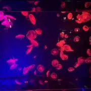 ハルの画像