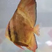 Roの画像