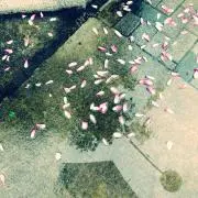 わかめ、の画像