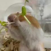 えーこ