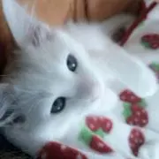 サクラ