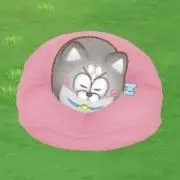 ぴのこの画像