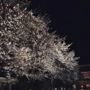 Naoの画像