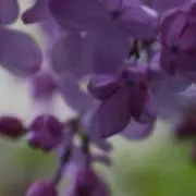 yuuの画像