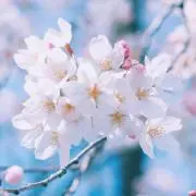 sakura☆999円セール実施中！の画像