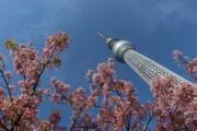 はるの画像