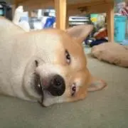 えてきちの画像