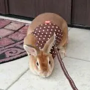 あきぼん