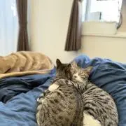 ko_ta