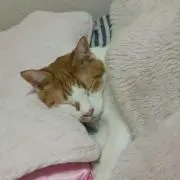 らつらつ('ε'*)