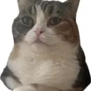ハゲチャビンの画像