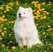 かきぴの画像