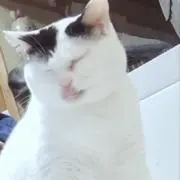 ゆゆの画像