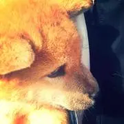 shiba プロフ必読