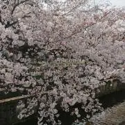 ゆずりん