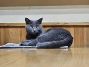 ゆうゆうの画像