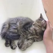 せんごくの画像