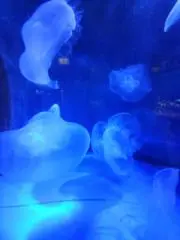 なぁ　次回8/17発送の画像