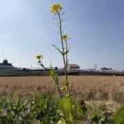 さんぽの画像