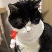 はなこの画像