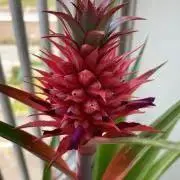 花屋の画像