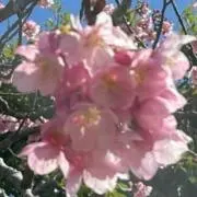★プロフ必読★みーの画像