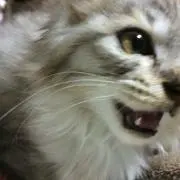 芋の画像