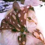 バブーシュカの画像