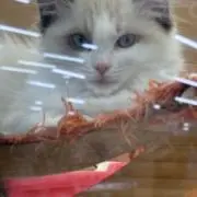 すんすんの画像