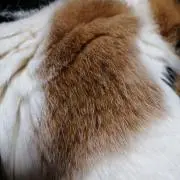 みけまる