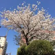 momoの画像