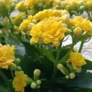 ｋの画像