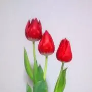 や〜や〜の画像