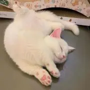りあの画像