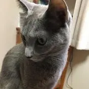 猫吉
