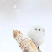 ちまの画像