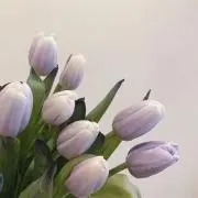 ともの画像