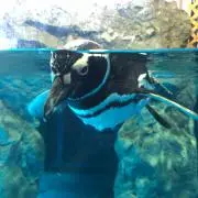 Rieの画像