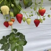はっぴーの画像