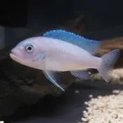 ゴルバリ7の画像