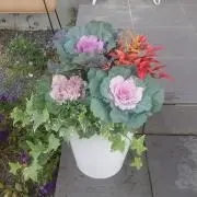 はなさくの画像