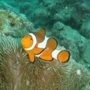 魚魚魚の画像