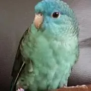 きなこ